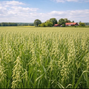 Havreh&oslash; og Timoteh&oslash;